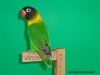 /album/galeria-de-fotos-personatas/aves-do-riscas-papagaio-domesticado-014-jpg/